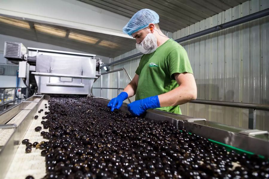 Olivenproduktion in Spanien
