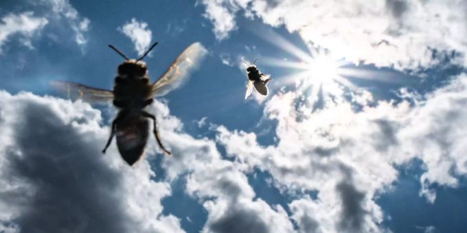 Dank ihrem hervorragendem Geruchssinn können Bienen Drogen schon von weitem riechen. Bienen am Himmel