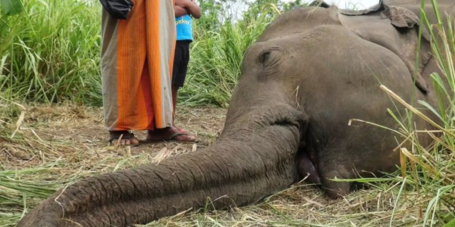 Vergifteter Elefant in Sri Lanka