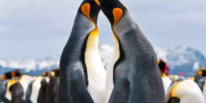 Courting_King_Penguins.jpg Courting_King_Penguins.jpg