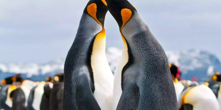 Courting_King_Penguins.jpg