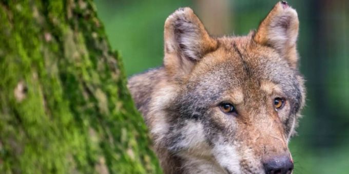 Wolf in einem Wildpark Wolf in einem Wildpark