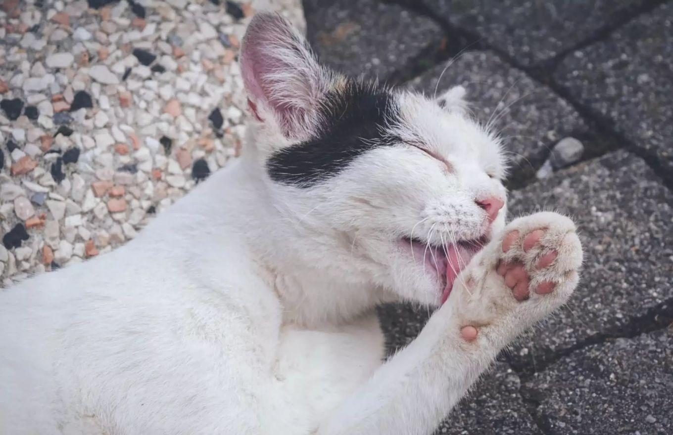 Warum lecken Katzen Menschen ab?