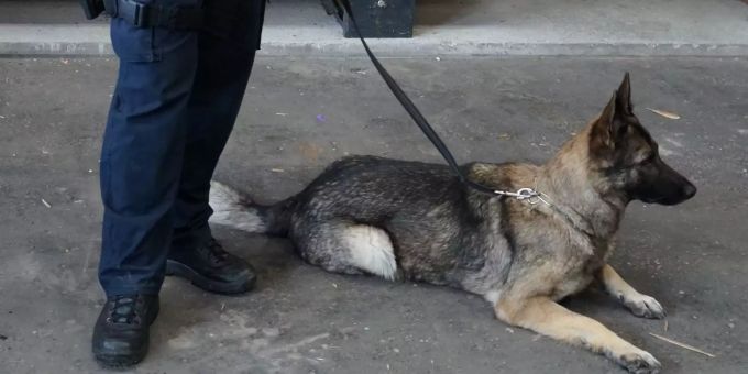 Die eingesetzte Polizeihündin «Maika vom hohen First». Polizeihündin