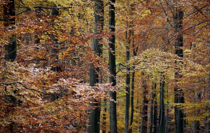 Der Orkan sorgte für eine Verjüngung des Waldes. Vor allem robustere Laubbäume konnten nachwachsen. (Symbolbild) Herbstlicher Spessart
