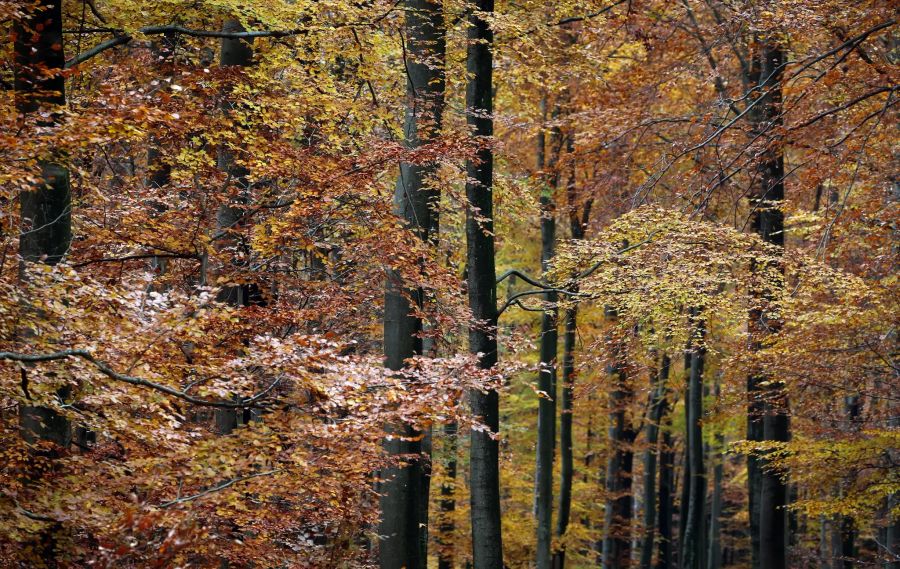 Herbstlicher Spessart