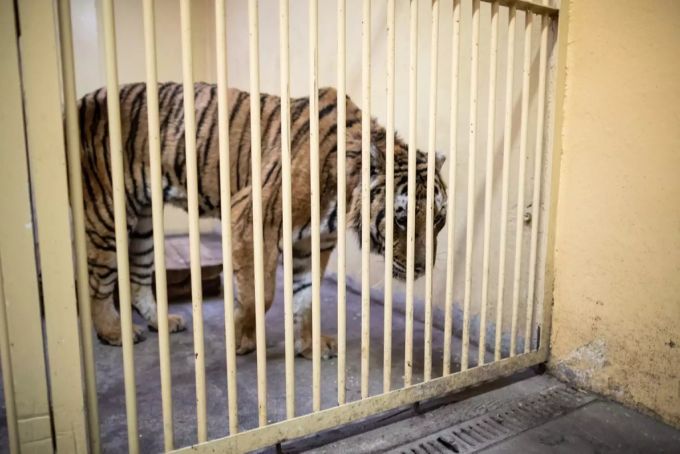 Nach einer Phase der Erholung sollen die Tiere in einem Zentrum in Spanien untergebracht werden. Tiger