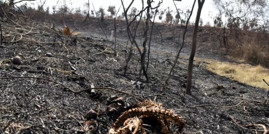 2,3 Millionen Wildtiere sterben bei Waldbränden in Bolivien