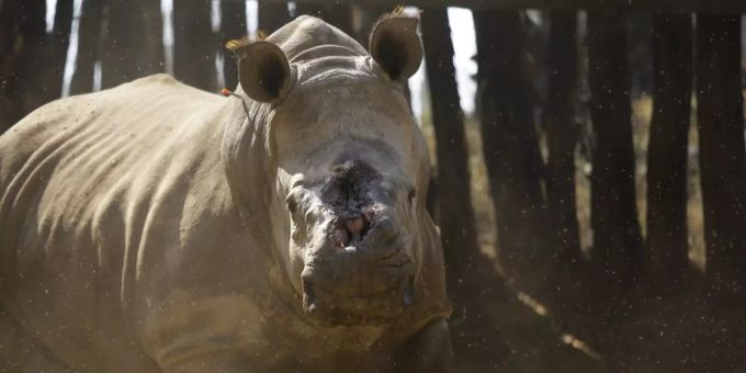 Ein achtjähriges Nashorn-Männchen, nachdem ihm von Wilderern beide Hörner abgeschnitten wurden. nashorn