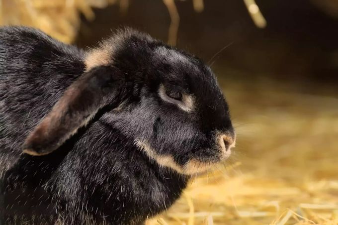Ein Kaninchen in einem Gehege. tierschutz kaninchen