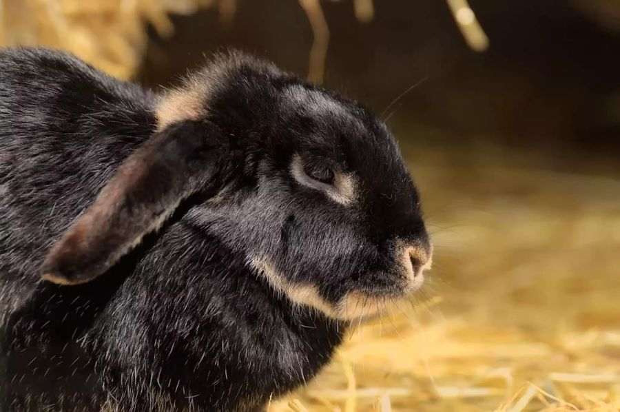 tierschutz kaninchen