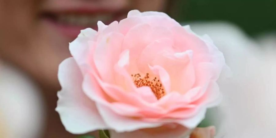 Die lachsrosafabene Floribundarose «Royale Estelle»: Die Rose der dänischen Züchterin Rosa Eskelund wurde beim 69. Internationalen Rosenneuheiten-Wettbewerb mit dem Titel «Goldene Rose von Baden-Baden» ausgezeichnet. Foto: Uli Deck/dpa