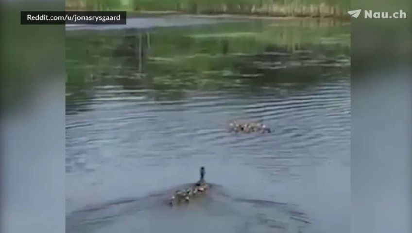 votw-enten