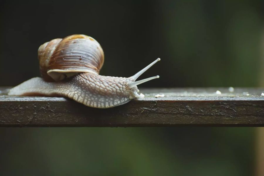 Schnecke