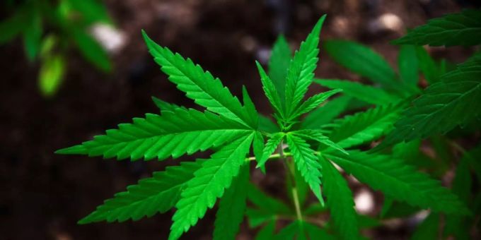 Diese «Wunderpflänzchen» könnte gegen Corona helfen. corona cannabis