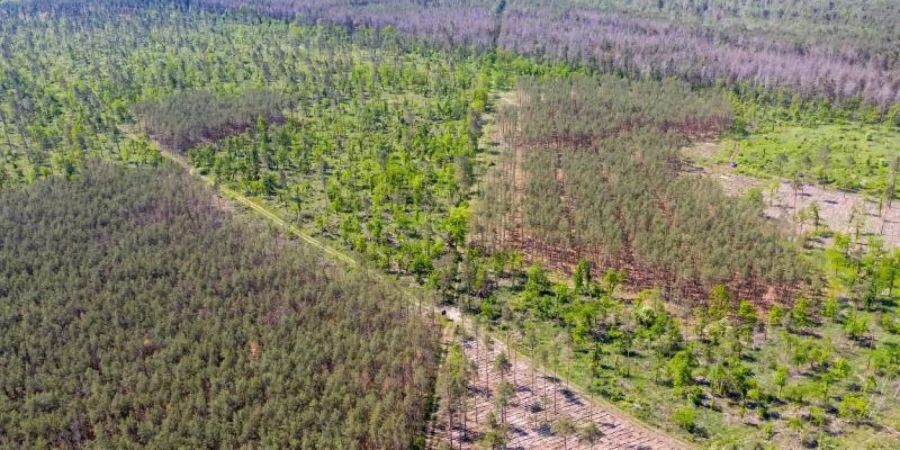 Deutschlands Wälder sind vielerorts in einem schlechten Zustand. Foto: Jan Woitas/dpa-Zentralbild/dpa