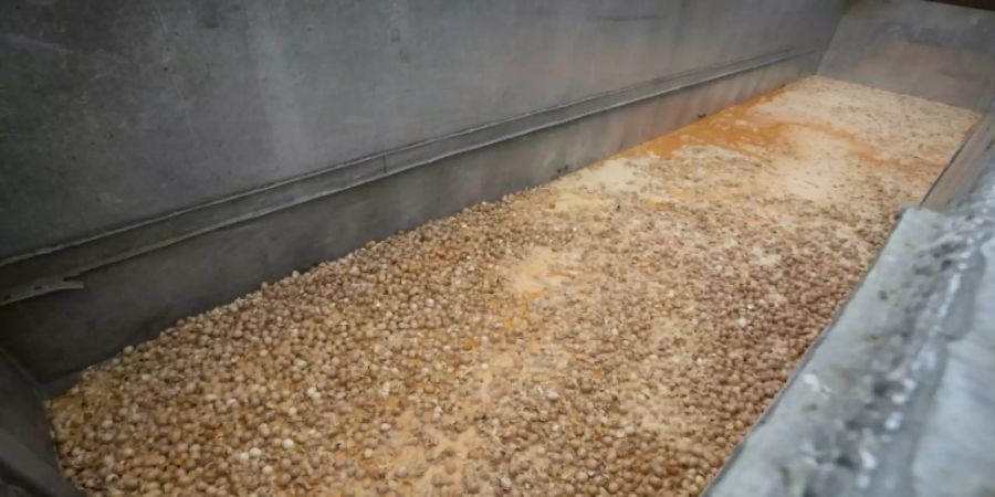 Wegen des Fipronil-Skandals mussten Millionen Eier entsorgt werden
