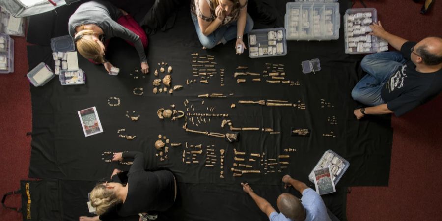 Homo naledi