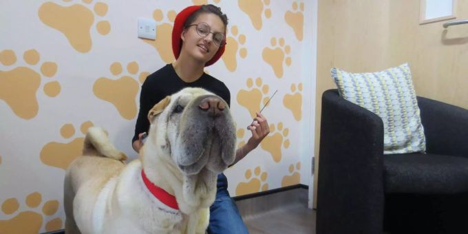 20 Zentimeter lang - Tierarzt entfernt Kebab-Spiess aus Hundemagen