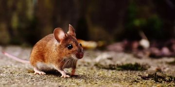 maus