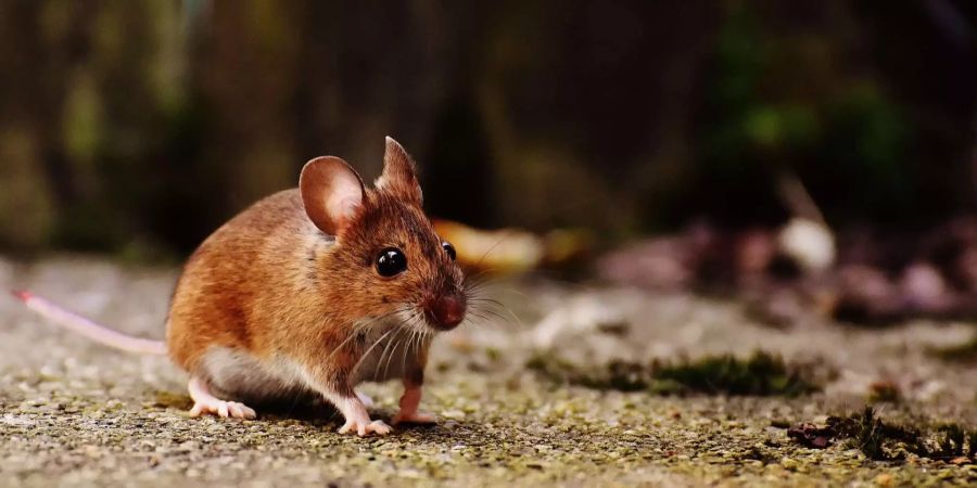 maus
