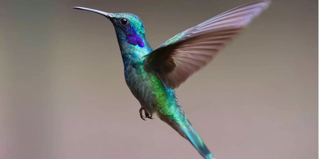 Forscher entdecken neuen Kolibri in Ecuador