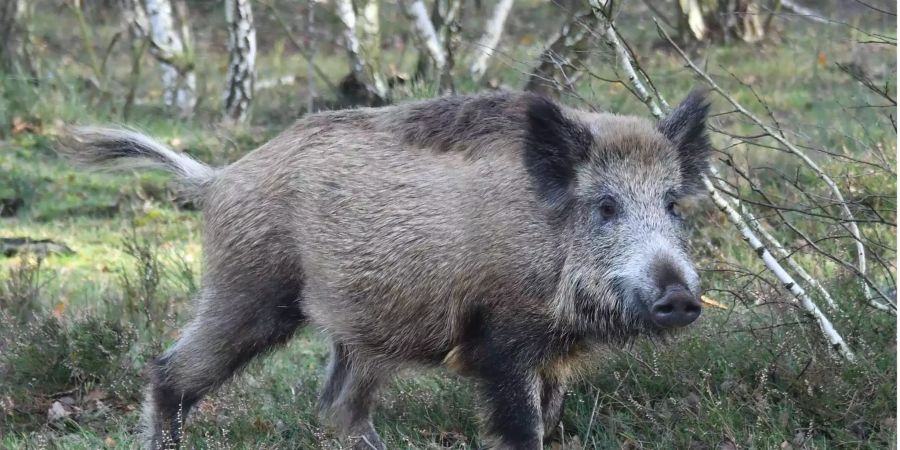 Ein Wildschwein steht in der Döberitzer Heide in Sielmanns Naturlandschaften (Symbolbild).