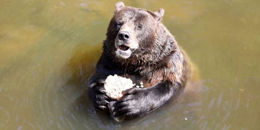 Braunbär Fred schwimmt im Wasser eines Wildparks.