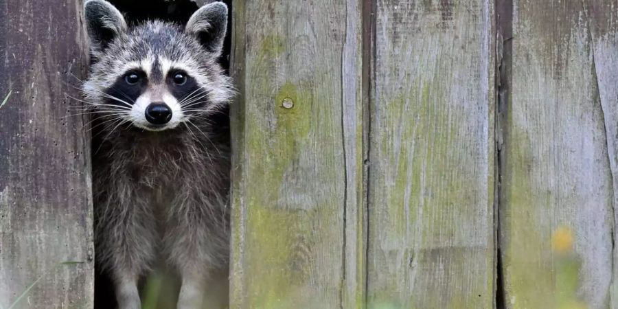 Ein Waschbär schaut aus einem Loch im Gartenzaun hinaus (Archiv).