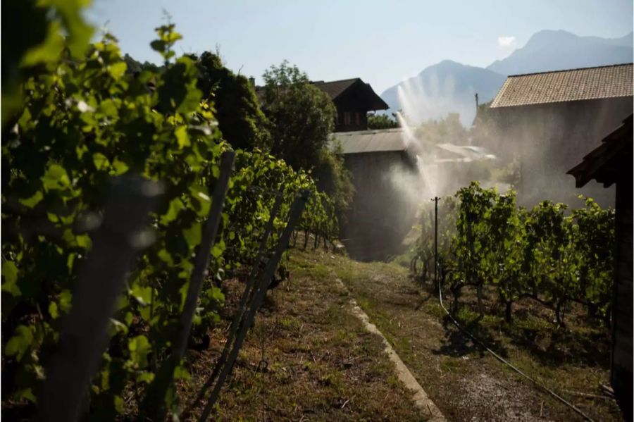 Reben der Sort Pinot Noir werden bewaessert, am Mittwoch, 18. Juli 2018 in Fully VS.