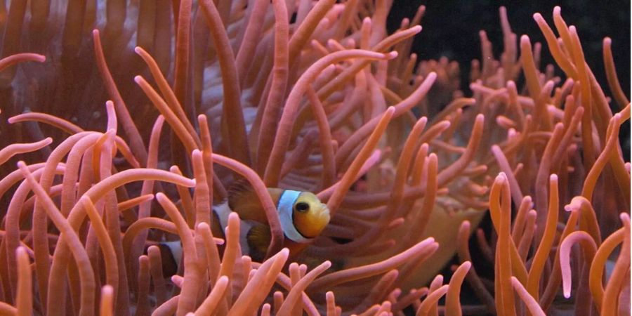 Ein Clownfisch schwimmt in einem Korallenriff.