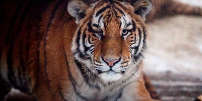 Ein Sibirischer Tiger blickt im Sibirischen-Tiger-Park in Harbin (CHN) in die Kamera.