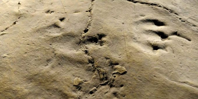 In der Sahara - Forscher entdecken neue Dinosaurier-Art