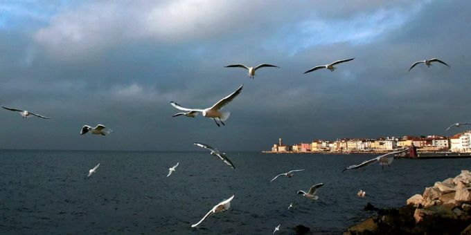 Die Bucht von Piran. Die Bucht von Piran.