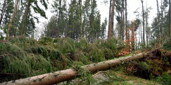Auch im Schwarzwald kämpft man mit den Folgen des Sturms «Burglind». Auch im Schwarzwald kämpft man mit den Folgen des Sturms «Burglind».