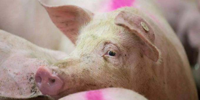 Schwein gehabt, wenn man ein Coop- oder Migros-Säuli ist. Schwein gehabt, wenn man ein Coop- oder Migros-Säuli ist.