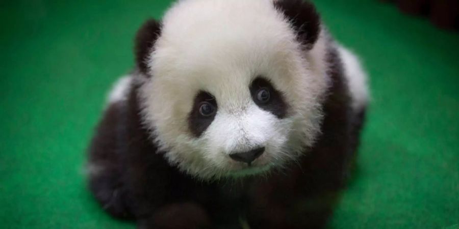 Im Nationalzoo in Malaysia durften Besucher erstmals das viermonatige Pandajunge bestaunen.