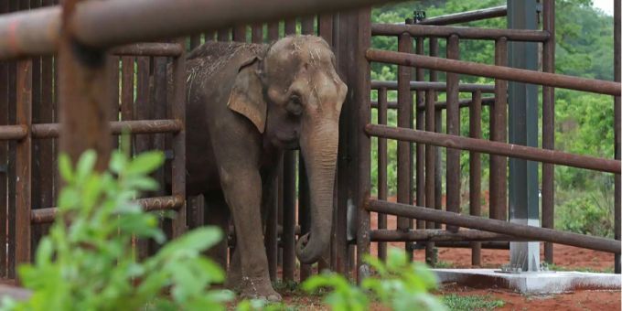Der Elefant kam aus einem nahegelegenen Reservat. Der Elefant kam aus einem nahegelegenen Reservat.