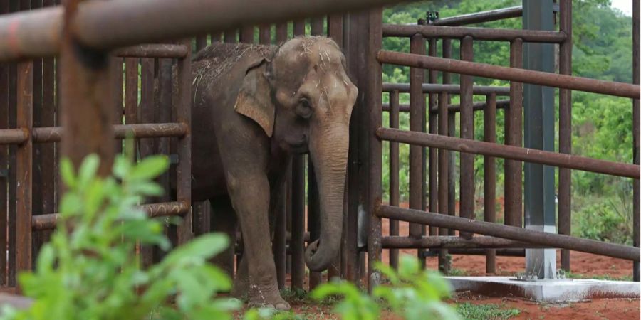 Der Elefant kam aus einem nahegelegenen Reservat.