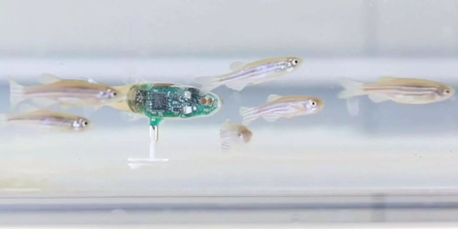 Der Roboterfisch wurdem vom Schwarm akzeptiert.