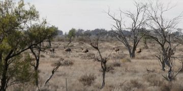Emus in Australien.
