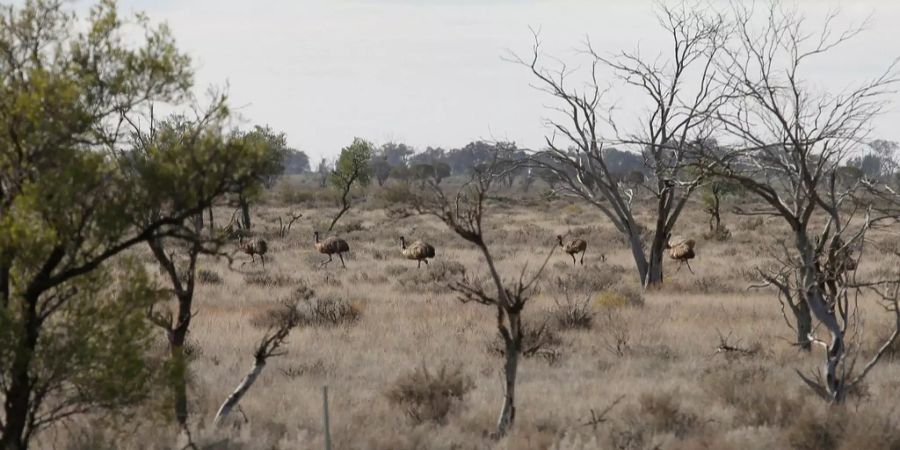 Emus in Australien.