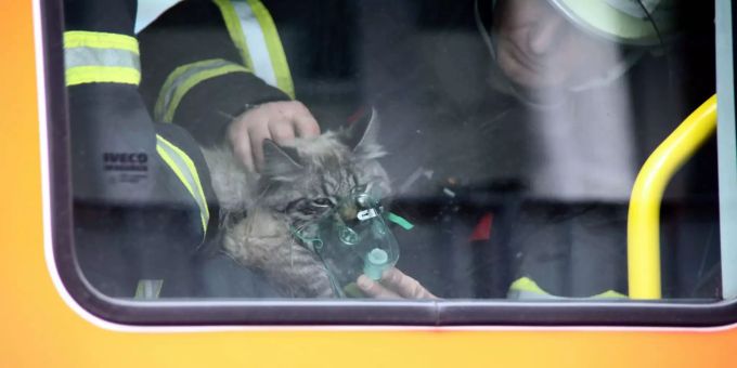 Die Feuerwehr hat in Dortmund Das Leben einer Katze gerettet. (Archivbild) Feuerwehrmänner Katze Sauerstoffmaske