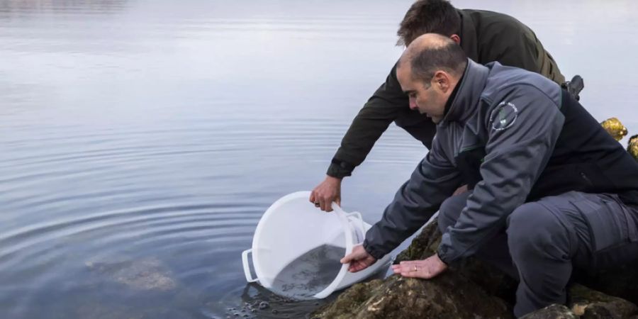 Zwei Fachleute setzen Jungaale im Murtensee aus.