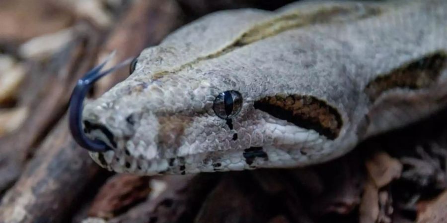 Exotische Schlangenarten wie die Boa Constrictor werden immer wieder in Deutschland ausgesetzt und landen in Tierheimen. Foto: Axel Heimken