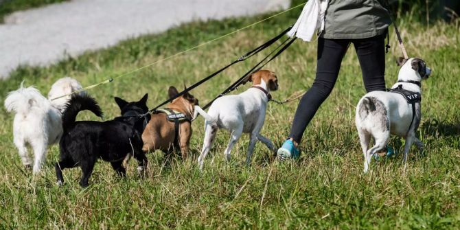 Eine Frau geht mit viele Hunden Gassi.