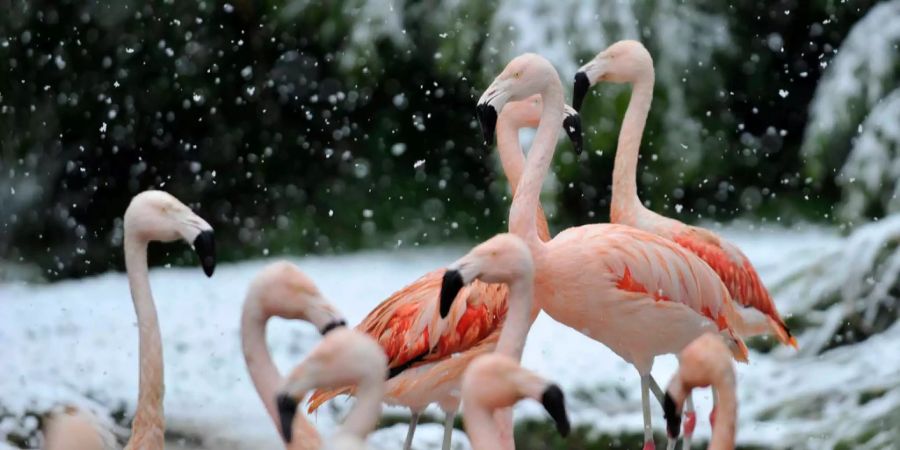 Flamingos im Zürcher Zoo.