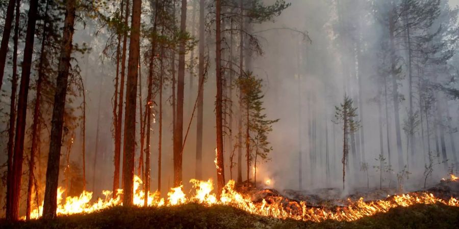 Schweden ist immer noch von Waldbränden betroffen. Die Anzahl ist allerdings zurückgegangen.