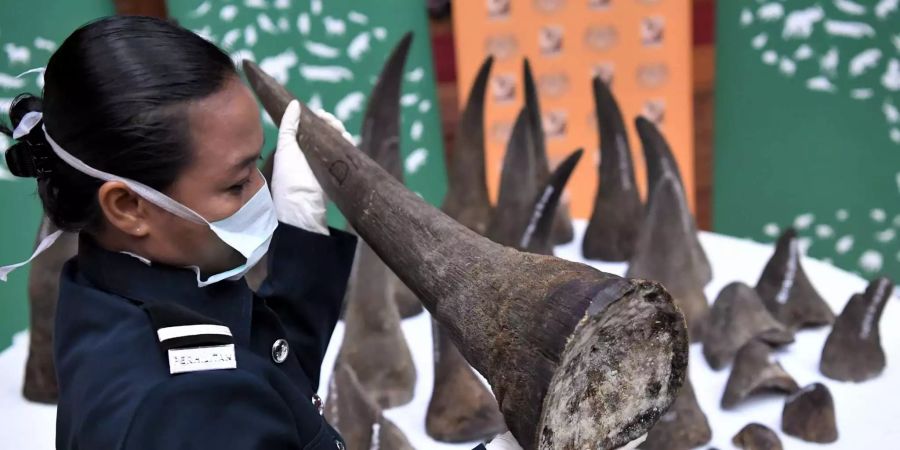 Eine Behördenmitarbeiterin zeigt ein beschlagnahmtes Nashorn-Horn.