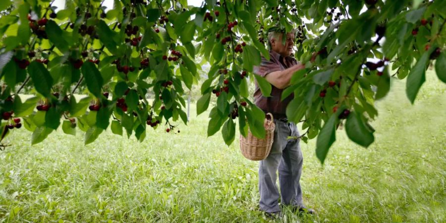 Vorteil 4: Kirschen sorgen für besseren Schlaf. Sie enthalten Melatonin: Das Schlafhormon sorgt für schnelleres, tieferes und längeres Schlafen.